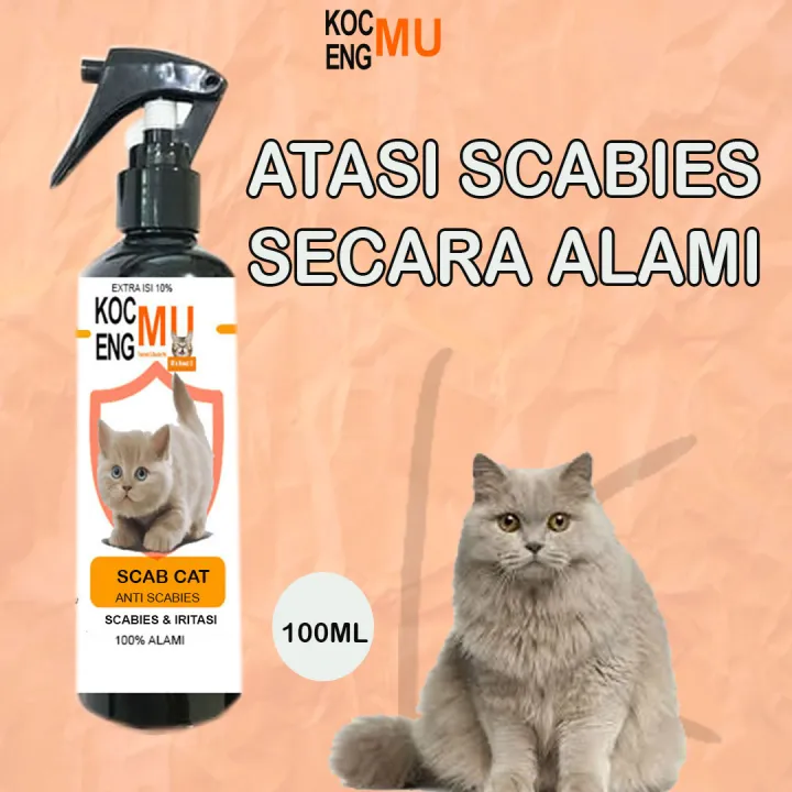 Obat Scabies Kucing Scabies Kucing Paling Ampuh Infeksi Radang spray