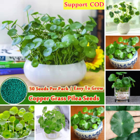 รับประกันสายพันธุ์แท้ 100 % เมล็ดบอนสี หญ้าเหรียญ Copper Grass Pilea Seeds พืชไฮโดรโปนิกส์ Water Flower Seed Green Plants ไม้ประดับ ต้นไม้จัดสวน ต้นไม้แคระ บอนสีสวยๆ ของแต่งสวน ต้นไม้มงคล คุณภาพดี ราคาถูก เมล็ดพันธุ์แท้ 100% ปลูกง่ายปลูกได้ทั่วไทย