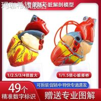 1 standard human heart model anatomical removable teaching model simulation model of natural big heart medicine