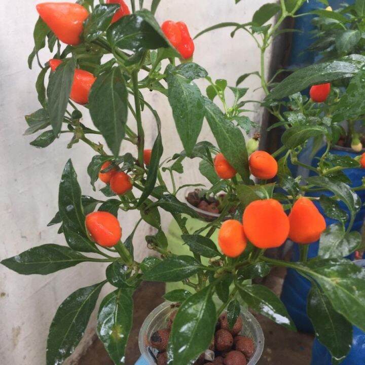 Benih cabe mini maya orange isi 5 biji | Lazada Indonesia