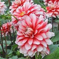 รักเร่ Dahlia Bulb สายพันธุ์ Larrys Love 1 หัว/ออเดอร์  หัวรักเร่ ดอกไม้ หัวหน่อ เหง้า นำเข้า เนเธอร์แลน หัวสดใหม่