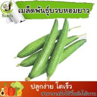 เมล็ดพันธุ์ บวบหอมลูกยาว (Sponge gourd long) 8 เมล็ด ปลูกง่าย ปลูกได้ทั่วไทย #เมล็ดผัก