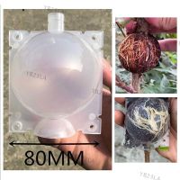 8cm 10pcs Fruit Plant Tree Rooting Ball Root Box Plastic Case Transparent Grafting Rooter Growing High-pressure Breeding YB23TH