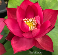 5 เมล็ด บัวนอก บัวนำเข้า บัวสายพันธุ์ Red Xibeipo LOTUS สีแดง สวยงาม ปลูกในสภาพอากาศประเทศไทยได้ ขยายพันธุ์ง่าย เมล็ดสด