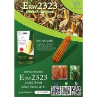 เมล็ดพันธุ์ข้าวโพดเลี้ยงสัตว์ ERW2323 บรรจุ 5 กิโลกรัม