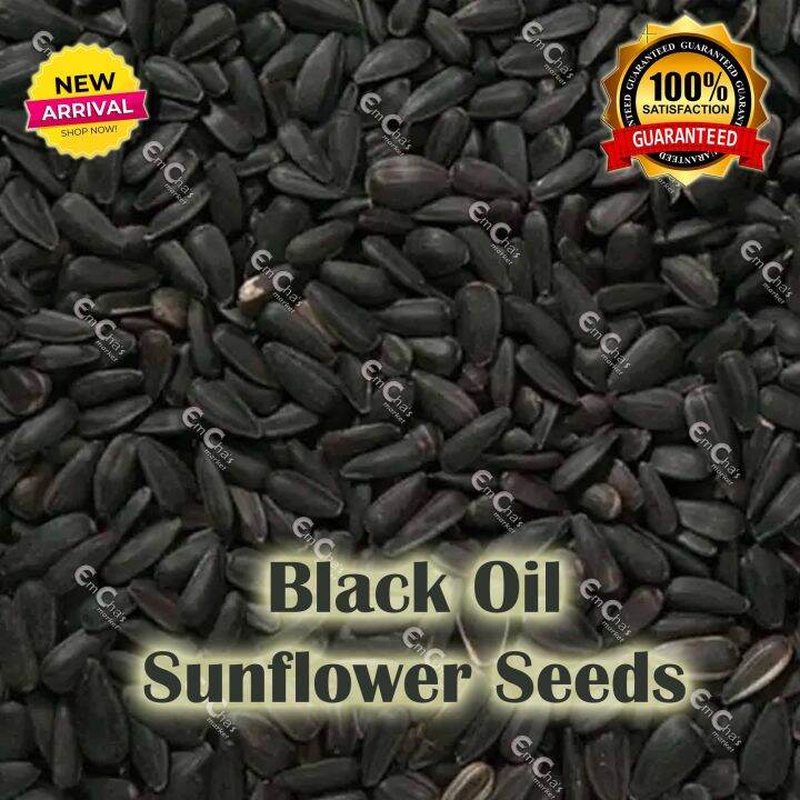 500g Black Oil Sunflower Bird Seeds for Birds Hamsters Mouse Mice