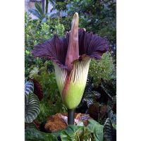 (จัดโปร) Amorphophallus บุกกำมะหยี่ ของหายาก หัวต้นบุก หัวค่อนข้างใหญ่มาก ลดราคา ต้นไม้ ต้นไม้มงคล ต้นไม้ฟอกอากาศ ไม้ด่าง