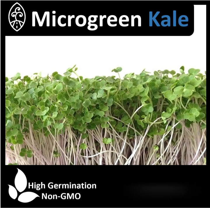 Microgreen Kale Seeds Zigro (not plants) Lazada PH