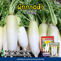 เมล็ดผักกาดหัว Radish  ตราภูเขาทอง เมล็ดพันธุ์ผักกาดหัว ผักกาดหัว เมล็ดผักสวนครัว เมล็ดพันธุ์ผัก เมล็ดหัวไชเท้า เมล็ดพันธุ์หัวไชเท้า