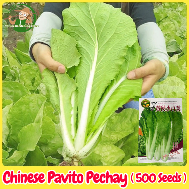 Biji Benih Sawi Putih Pak Choy Seed Vegetable Seeds For Planting 500