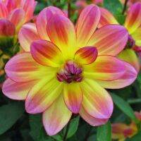 1 หัว /ชุุด เหง้า ต้นรักเร่ Dahlia Bulb สายพันธุ์ Pacific Ocean สีชมพู หัวรักเร่ ดอกไม้ ดอกรักเร่ รักแรกพบ เฟิร์สเลิฟ ดอกไม้นำเข้า พร้อมให้ดอก