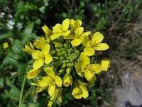 Rape flowers seedsเมล็ดสี่ฤดู เมล็ดผักและผลไม้ ปลูกง่าย กินได้หลังสุก ให้ผลผลิตสูงRape flowers four-season seeds, vegetable and fruit seeds, easy to plant, edible after ripening, high yield