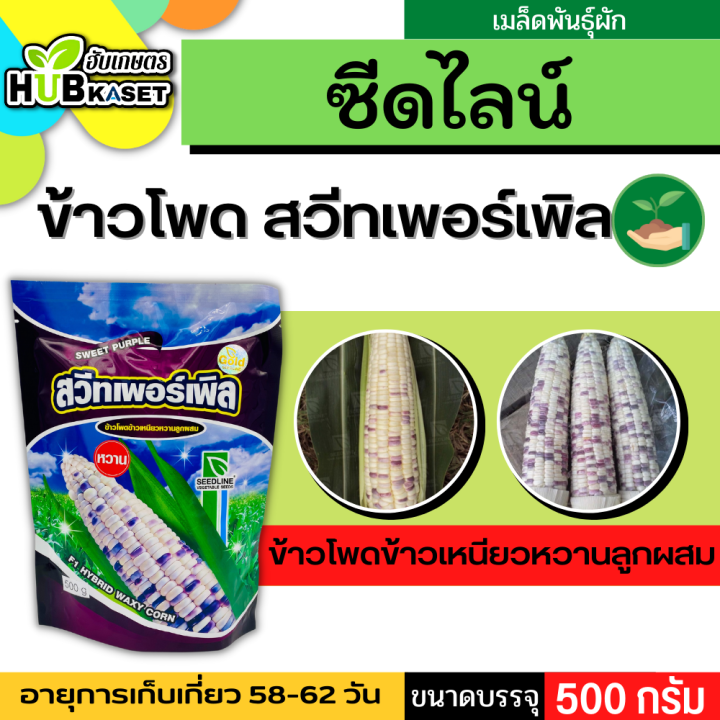 ซีดไลน์ 🇹🇭 สวีทเพอร์เพิล ข้าวโพดข้าวเหนียวหวานลูกผสม ขนาดบรรจุ 500 กรัม/ซอง