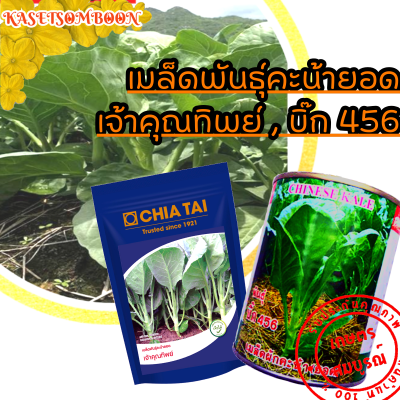 คะน้ายอด เจ้าคุณทิพย์/บิ๊ก 456 เมล็ดพันธุ์ 1 กก./500ก. ตราเจียไต๋/ปลาวาฬ