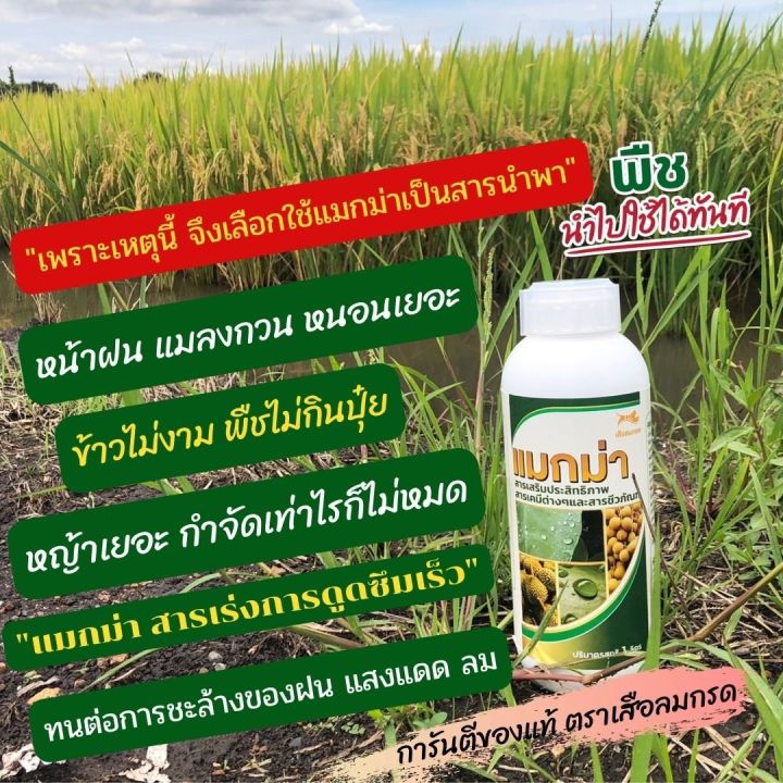 สารจับใบ-แมกม่า-1-ลิตร-1-ขวด-ช่วยให้ปุ๋ยน้ำ-ปุ๋ยเคมี-สาร-ยา-ต่างๆแทรกซึมเข้ากับพืชได้เร็วภายใน-3-5-นาที-หลังการฉีดพ่น-เห็นผลได้ทันที