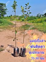 แอปเปิ้ลดำ 1 ต้น (Black Apple) เป็นต้นติดตา สูงประมาณ 70-80 ซม. ต้นพันธุ์แข็งแรง พร้อมลงปลูก มีสินค้าพร้อมส่ง