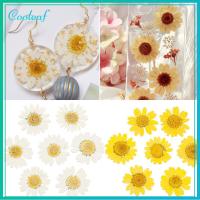 COOLEAF 12PCS/Bag ลดกระหน่ำ เรซิน DIY ศิลปะ กด การทำเครื่องประดับ เดซี่ดอกไม้ประดิษฐ์