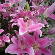 100 Hạt Giống Hoa Lily Màu Hồng Quý Hiếm Bóng Đèn Trồng Cây Lâu Năm Trang thumbnail