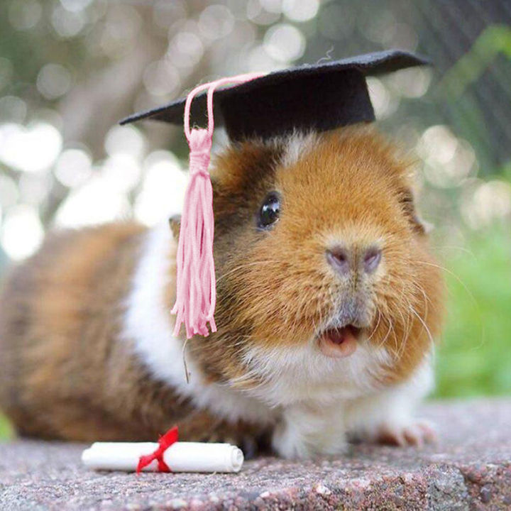 mazalan-หมวก-topi-wisuda-ระดับปริญญาเอกขนาดเล็ก1ชิ้นพร้อมพู่บ้านตุ๊กตาขวดแต่งบ้านเค้ก-topi-wisuda-ระดับปริญญาเอกตุ๊กตาสำหรับตกเเต่ง