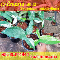 1 กระถาง ต้นเงินไหลมาด่างขาว Syngonium podophyllum คละกระถางส่ง จัดส่งพร้อมกระถาง