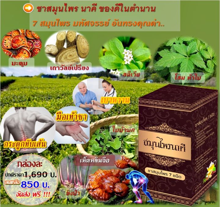 ปวดสะโพก-มือชา-เท้าชา-กระดูกทับเส้น-สมุนไพรนาคี-7-ชนิด-พิชิตโรคร้าย