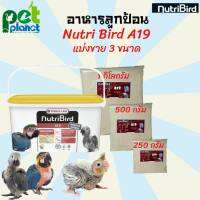 [250g.] [500g.] [1kg.] อาหารลูกป้อน Nutribird A19  อาหารลูกนก อาหารนก นมผงนก นมสำหรับนก สูตรโปรตีนและไขมันสูง แบ่งจำหน่าย 250 g - 1 Kg.