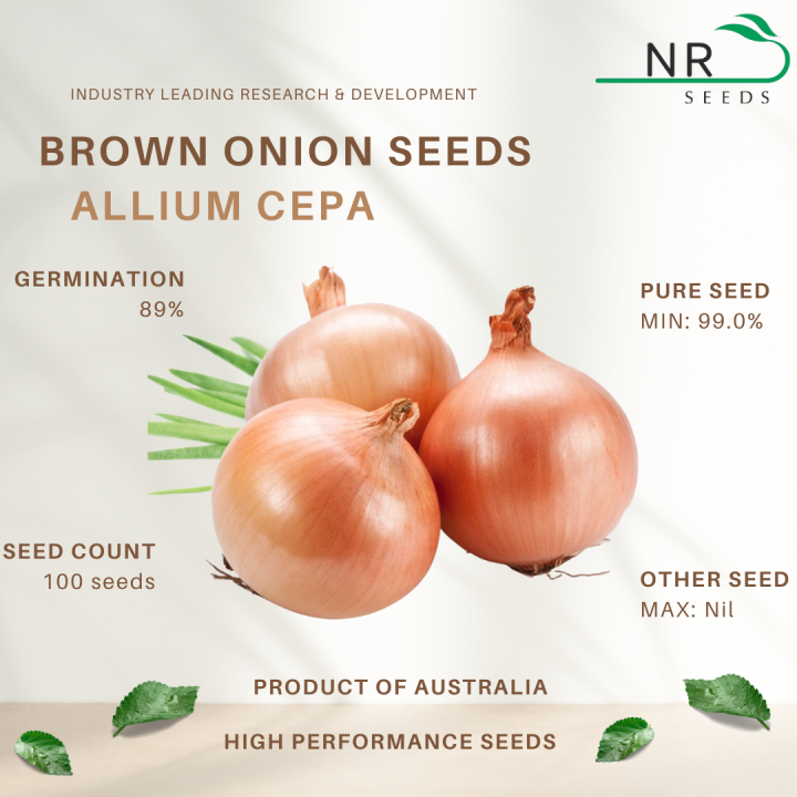 100pcs Onion Seeds (Australian Brown Onion Seed) Allium Cepa High Yields Lazada