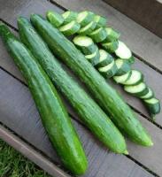 เมล็ดพันธุ์ แตงกวาญี่ปุ่น เทสตี้กรีน(Tasty Green F1 Cucumber Seed)บรรจุ 10 เมล็ด คุณภาพดี ราคาถูก ของแท้ 100%