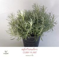 ต้นคลูลิ่ง Curry plant (H15) #เพาะปลูกรักษ์ #สมุนไพรฝรั่ง กลิ่นหอมมาก