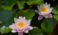 20 เมล็ด บัวสาย (Water lily) บัวอุบลชาติ บัวหลวง ฝรั่ง บัวดอกเล็ก บัวแคระ สายพันธุ์ marliacea rosea สีชมพู เหมาะสำหรับปลูกในโหล Waterlilies Lotus Seeds