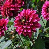 1 หัว/ออเดอร์ รักเร่ Dahlia Bulb สายพันธุ์ Purple Haze หัวรักเร่ ดอกไม้ หัวหน่อ เหง้า นำเข้า เนเธอร์แลน หัวสด