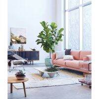 ?สินค้าขายดี? ต้น ไทรใบสักแคระ หรือ FIDDLE FIG