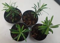 ขายส่ง 100 เมล็ด เมล็ดสนใบพาย สนใบพาย Podocarpus polystachyus หลิวอรหันต์ สนจักรพรรดิ์ หลิวไต้หวัน สนประดิพัทธ์ สนใบเล็ก พญาไม้ใบเล็ก