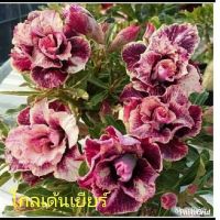 12 เมล็ด เมล็ดพันธุ์ ชวนชม สายพันธุ์ไต้หวัน ดอกสีม่วง Adenium Seeds กุหลาบทะเลทราย Desert Rose ราชินีบอนไซ อัตรางอก 80-90% มีคู่มือปลูก