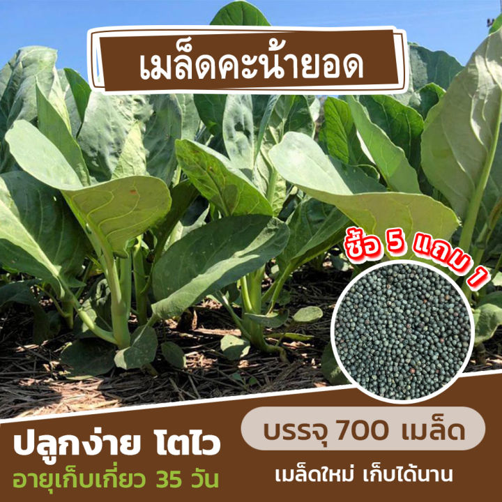 เมล็ดพันธุ์ ผักคะน้ายอด แบ่งขาย 700 เมล็ด (ซื้อ 5 แถม 1)