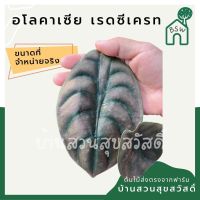 อโลคาเซีย  คูเปีย เรดซีเครท มาในกระถาง 4-5 นิ้ว พร้อมตั้ง (Alocasia cuprea redsecret)