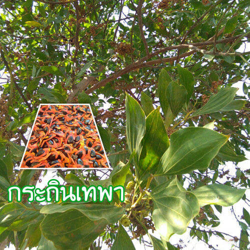 100-เมล็ด-เมล็ดพันธุ์-กระถินเทพา-acaacia-mangium-willd-จัดเป็นไม้โตเร็วที่อยู่ในพืชตระกูลถั่ว-มีถิ่นกำเนิดที่ประเทศปาปัวนิวกินี-ออสเตรเลีย-อินโดนีเซีย