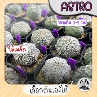 ต้นแอสโตร (เลือกต้นได้) ซูเปอร์เยอะ ( ต้นกระบองเพชร Astrophytum) ไม้เมล็ด Set R?ต้นแคคตัส❤️