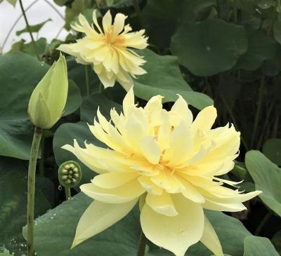 เมล็ดบัว 5 เมล็ด ดอกสีเหลือง ดอกใหญ่ ของแท้ 100% เมล็ดพันธุ์บัวดอกบัว ปลูกบัว เม็ดบัว สวนบัว บัวอ่าง Lotus seeds.