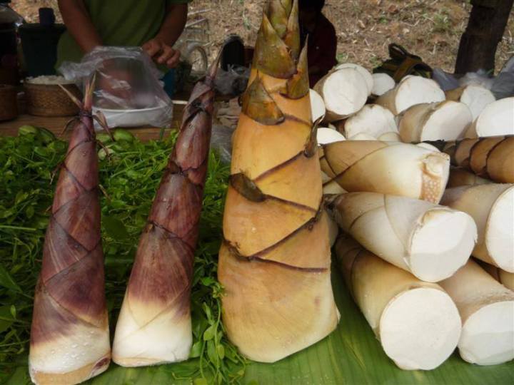 ไผ่เป๊าะน่าน-ไผ่เป๊าะช่อแฮ-ไผ่เป๊าะ-dendrocalamus-copelandii-ต้นขุดเหง้า-ชำถุงพร้อมปลูก-โตไว-หน่อหวาน-ออกตลอดปี