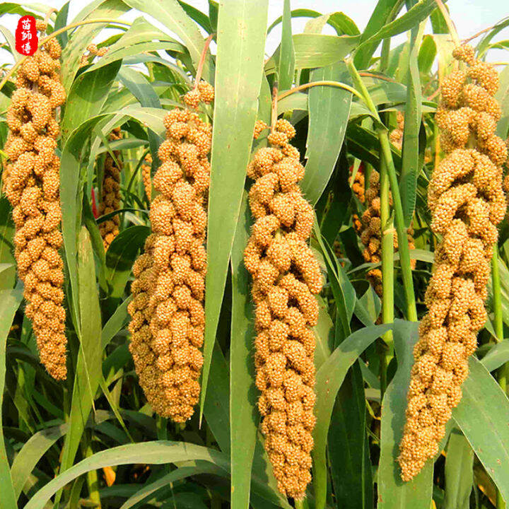 Buy One Get One Free, 50 Seeds (Not Plants), Millet Millet, HighYield