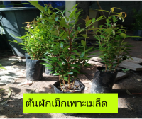 ต้นผักเม็กหรือเสเม็ก3ถุง99บาท  ยืนดีเคลมสินค้าฟรีหากเกิดความเสียหาย