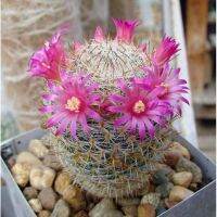 โปรดีล คุ้มค่า Mammillaria halbingeri v. rubriflora (ไม้หายาก)แมมมิลลาเรีย ฮัลบิงเกอรี่ ดอกสีชมพู ของพร้อมส่ง พรรณ ไม้ น้ำ พรรณ ไม้ ทุก ชนิด พรรณ ไม้ น้ำ สวยงาม พรรณ ไม้ มงคล