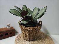 ต้นคล้าใบเงิน (Calathea picturata )ไม้ใบสวย ฟอกอากาศ