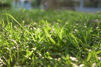 ขายส่ง 500 กรัม เมล็ดหญ้าไทเป หญ้ามาเลเซียแคระ Broadleaf Carpet Grass หญ้าสวนหย่อม สนามหญ้า หญ้า พันธุ์หญ้า ชนิดหญ้า หญ้าปูสนาม การปลูกหญ้า