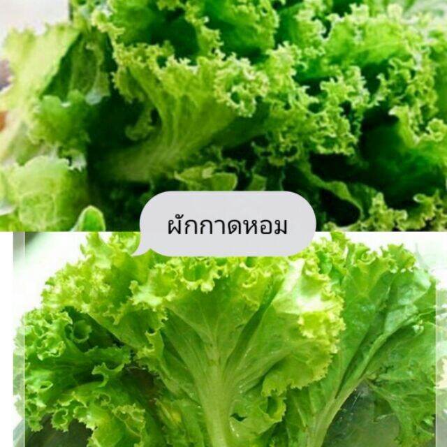 mini-vegetable-set-ชุดเมล็ดผักกินใบ-6-ชนิด-ซื้อ-10-แถม-1-ทันที