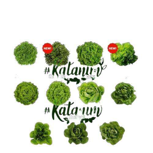 Katanim Rz Lettuce 1 Repacked Seeds Rijk Zwaan Hydroponics Lalique Lazada Ph 8122