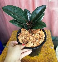 (ต้นไม้จริง) ต้นยางอินเดีย (Rubber Plant) ไม้ฟอกอากาศ สามารถช่วยดักจับฝุ่น ไม้ประดับมาแรงแห่งปี  ขนาดกระถาง 6 นิ้ว