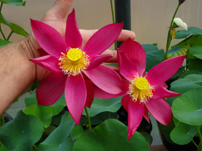 5 เมล็ด บัวนอก บัวนำเข้า บัวสายพันธุ์  Lovesick Red LOTUS Seeds สีแดงสด บัวแคระ พันธุ์เล็ก จิ๋ว ปลูกในสภาพอากาศประเทศไทยได้ ขยายพันธุ์ง่าย