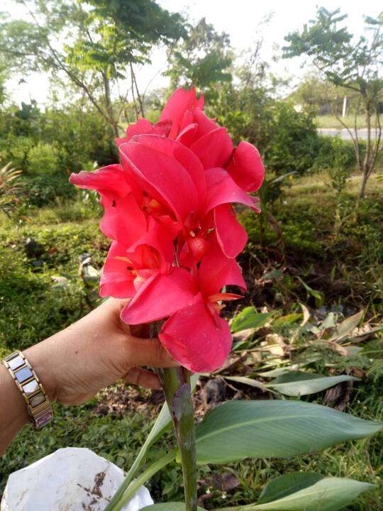 พุทธรักษา-พุทธรักษาชมพูบานเย็น-1หน่อ-ตัดใบล้างราก-ไม้มงคล-หน่อ-เหง้า-ต้นพุทธรักษา